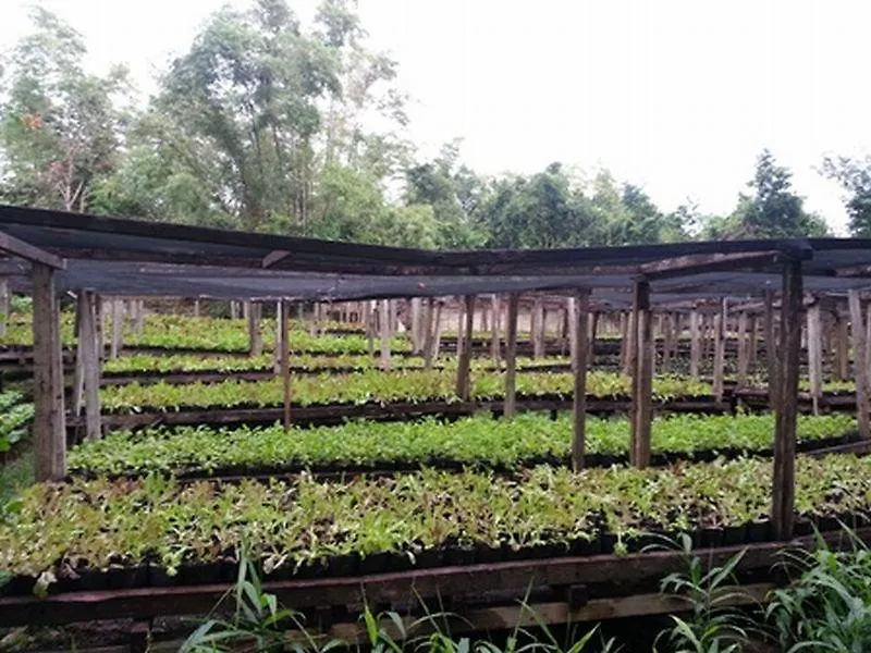 Bohol Bee Farm Hotel Панглао